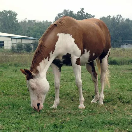 thumbnail for publication: Rotational Grazing Management for Horses